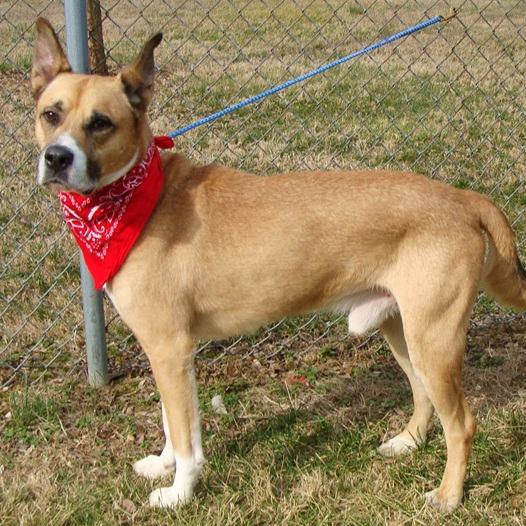 Enlarge Kobi, a Adoptable Mixed Breed in Jeffersonville, IN image 2/6
