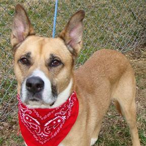 Enlarge Kobi, a Adoptable Mixed Breed in Jeffersonville, IN image 3/6