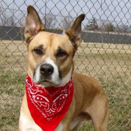 Enlarge Kobi, a Adoptable Mixed Breed in Jeffersonville, IN image 4/6