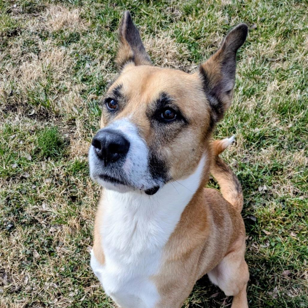 Enlarge Kobi, a Adoptable Mixed Breed in Jeffersonville, IN image 5/6