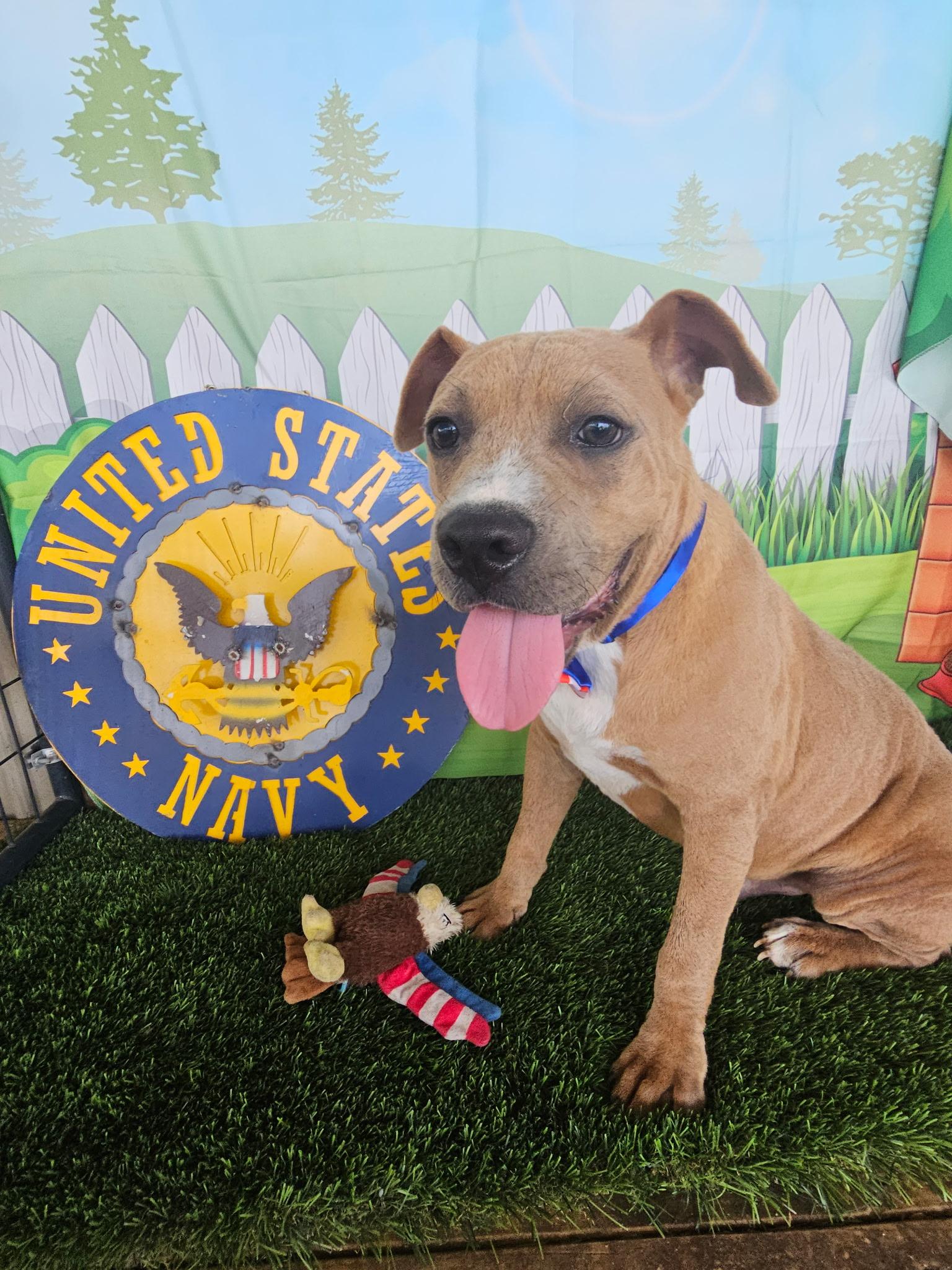 Major, a Adoptable mixed breed in Columbus, OH image 3/3