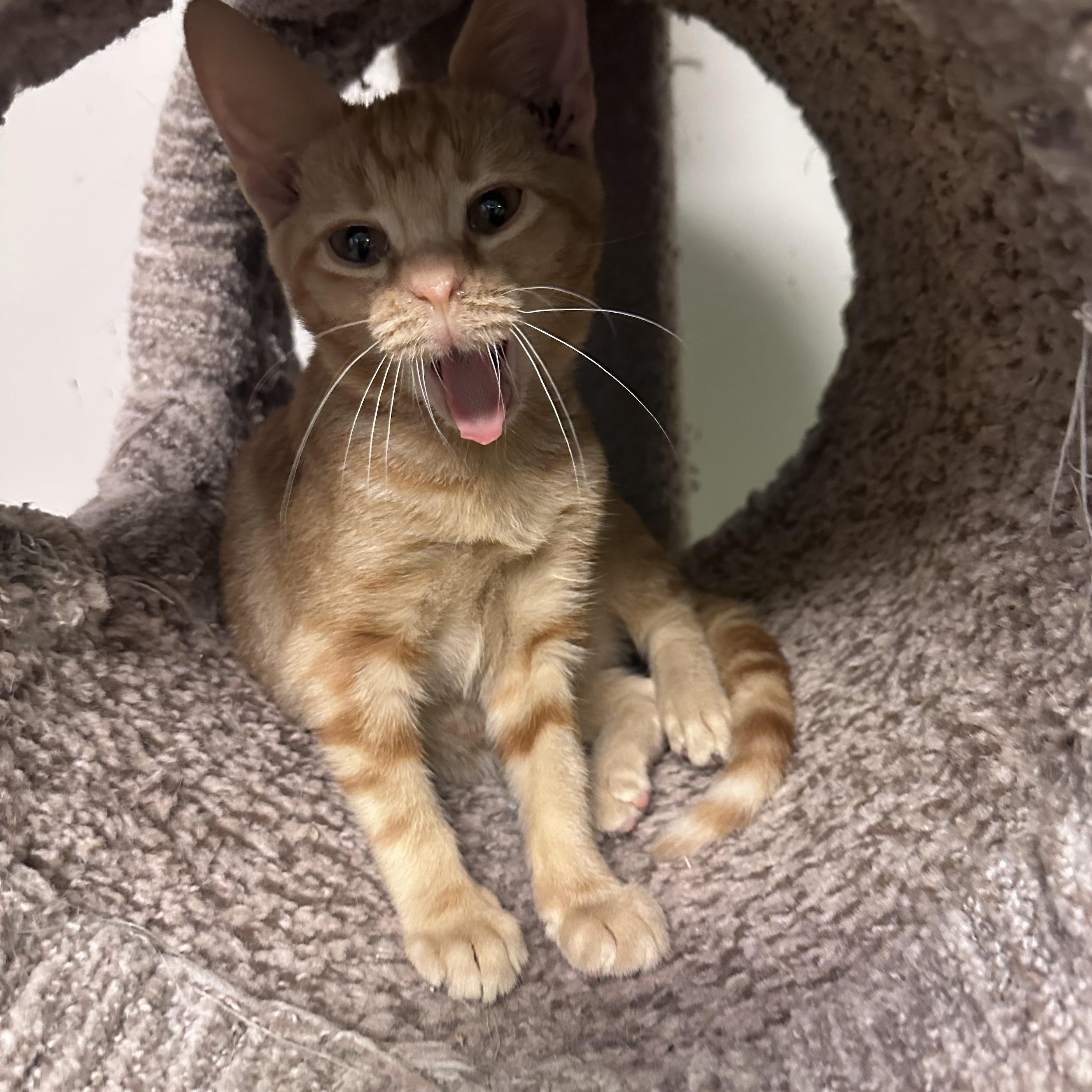 Enlarge Archie, a Adoptable mixed breed in Atlanta, GA image 3/4