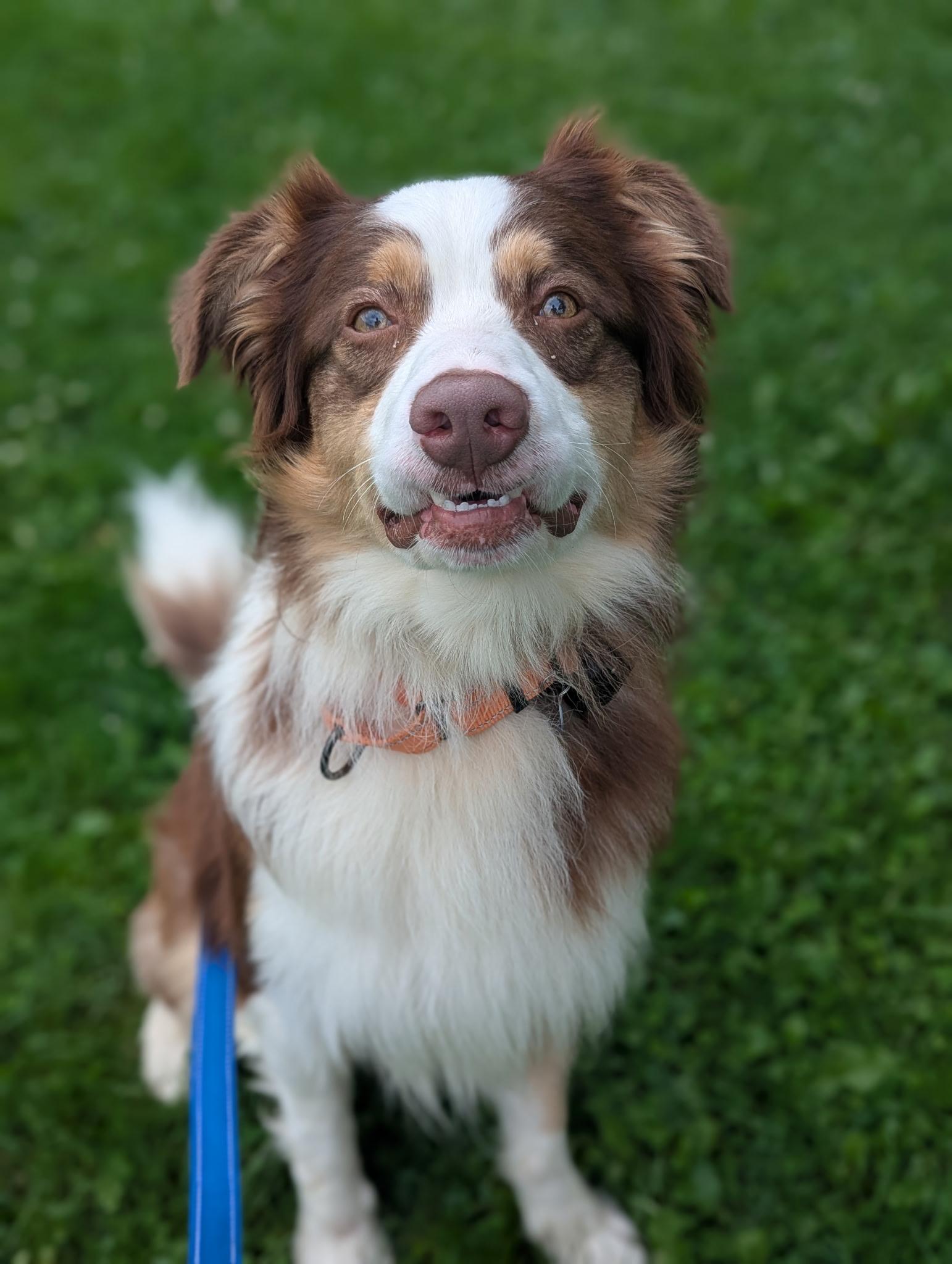 Enlarge Bentley, a Adoptable Australian Shepherd in North Adams, MA image 3/3