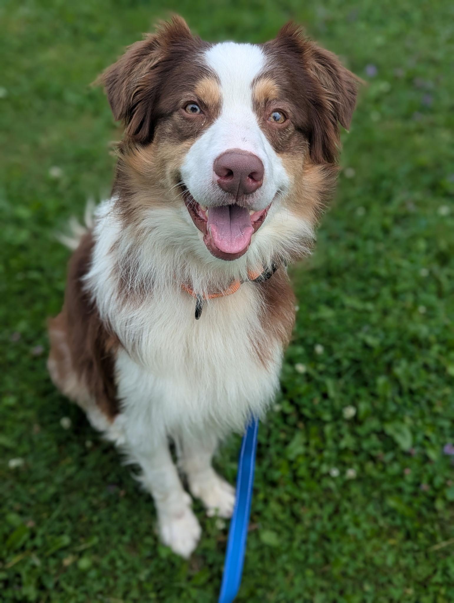 Bentley, Adoptable, Adult Male Australian Shepherd.