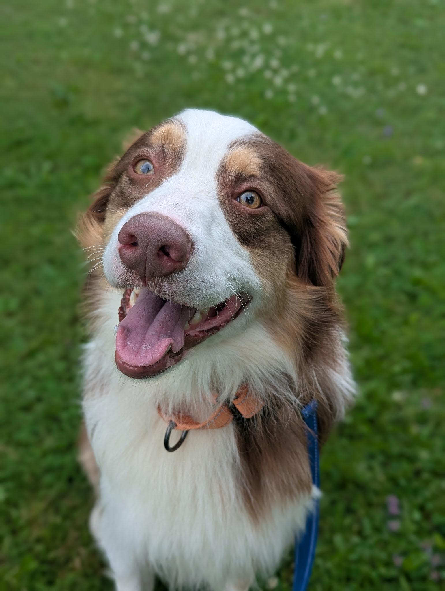 Enlarge Bentley, a Adoptable Australian Shepherd in North Adams, MA image 2/3