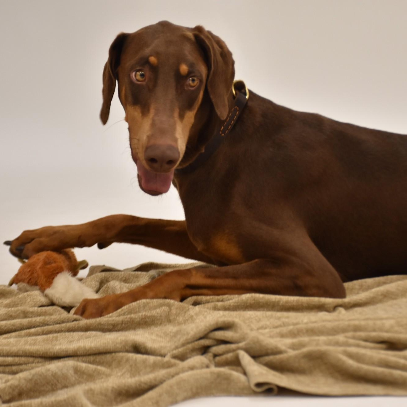 Priscilla, Adoptable, Young Female Doberman Pinscher.