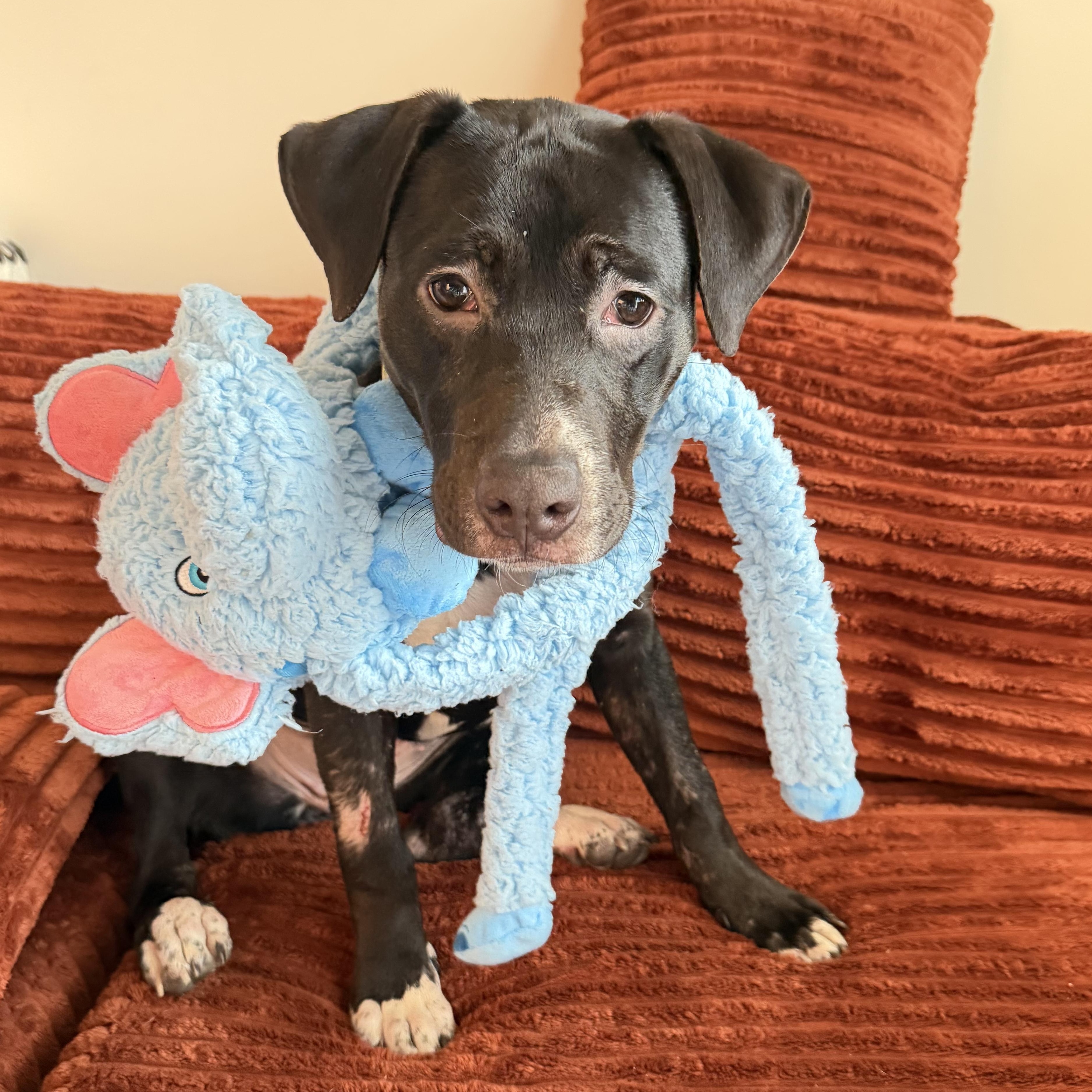 Enlarge Buttercup, a Adoptable mixed breed in Lutz, FL image 4/5
