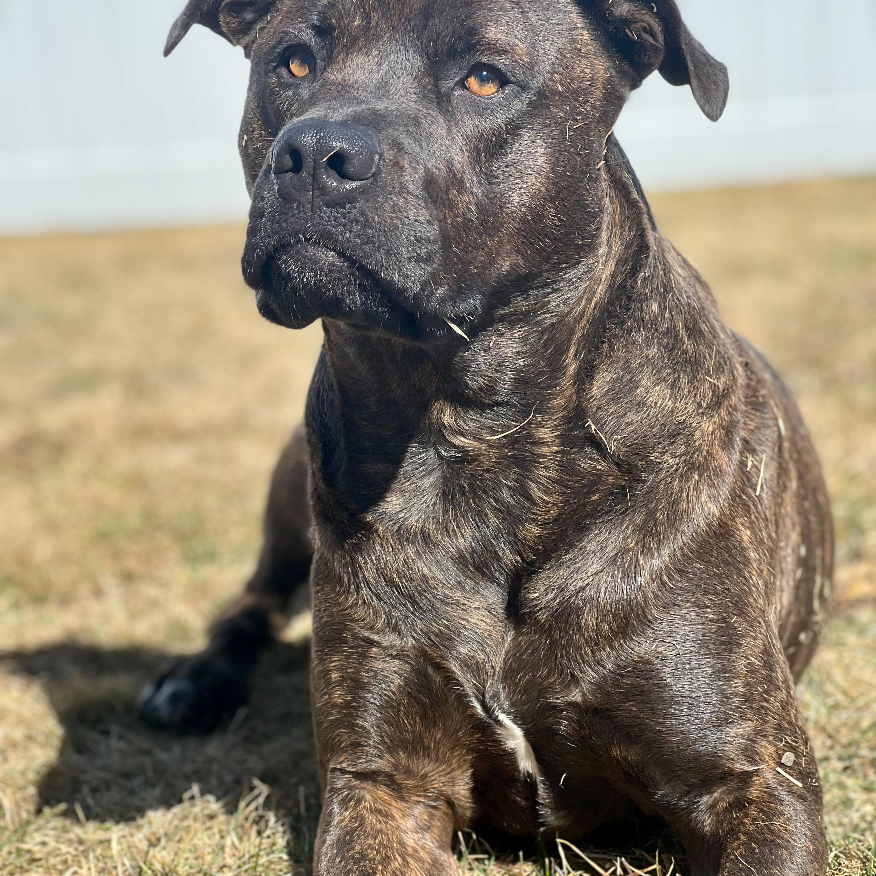 Bear, Adoptable, Adult Male Labrador Retriever.