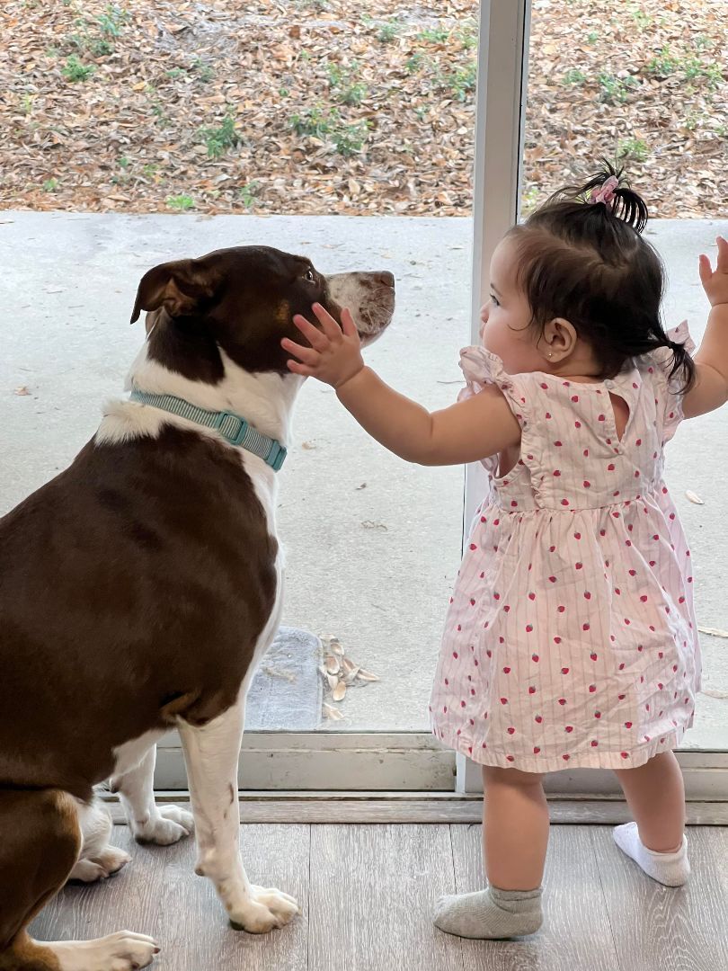 Enlarge ROCKY - Needs a foster or adopter, a Adoptable Pit Bull Terrier in Largo, FL image 4/6