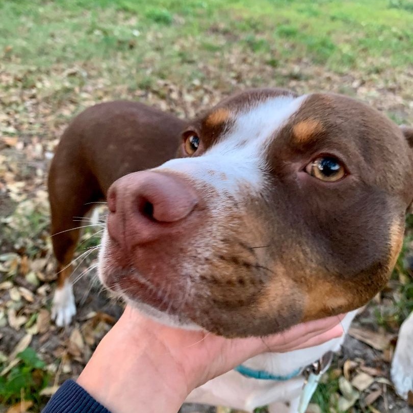 Enlarge ROCKY - Needs a foster or adopter, a Adoptable Pit Bull Terrier in Largo, FL image 3/6
