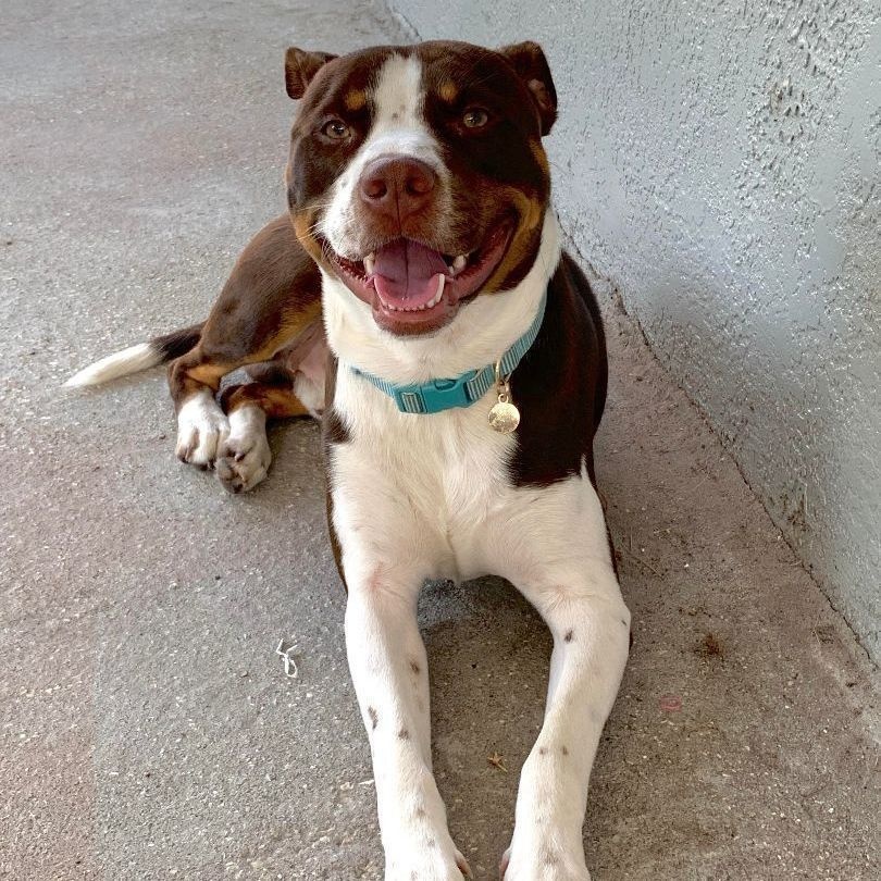 Enlarge ROCKY - Needs a foster or adopter, a Adoptable Pit Bull Terrier in Largo, FL image 2/6