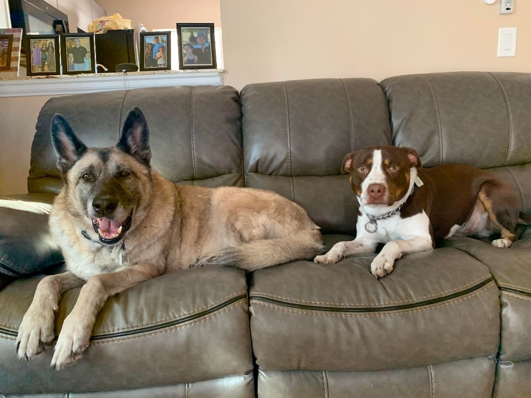 Enlarge ROCKY - Needs a foster or adopter, a Adoptable Pit Bull Terrier in Largo, FL image 5/6