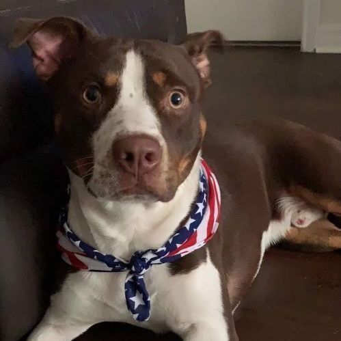 Enlarge ROCKY - Needs a foster or adopter, a Adoptable Pit Bull Terrier in Largo, FL image 1/6