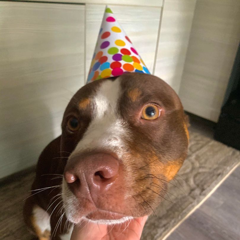 Enlarge ROCKY - Needs a foster or adopter, a Adoptable Pit Bull Terrier in Largo, FL image 6/6