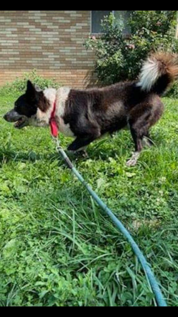 Billy, Adoptable, Adult Male Cattle Dog.