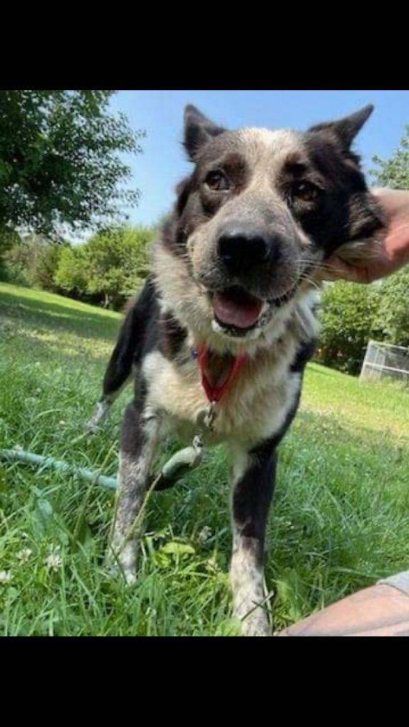 Billy, Adoptable, Adult Male Cattle Dog.