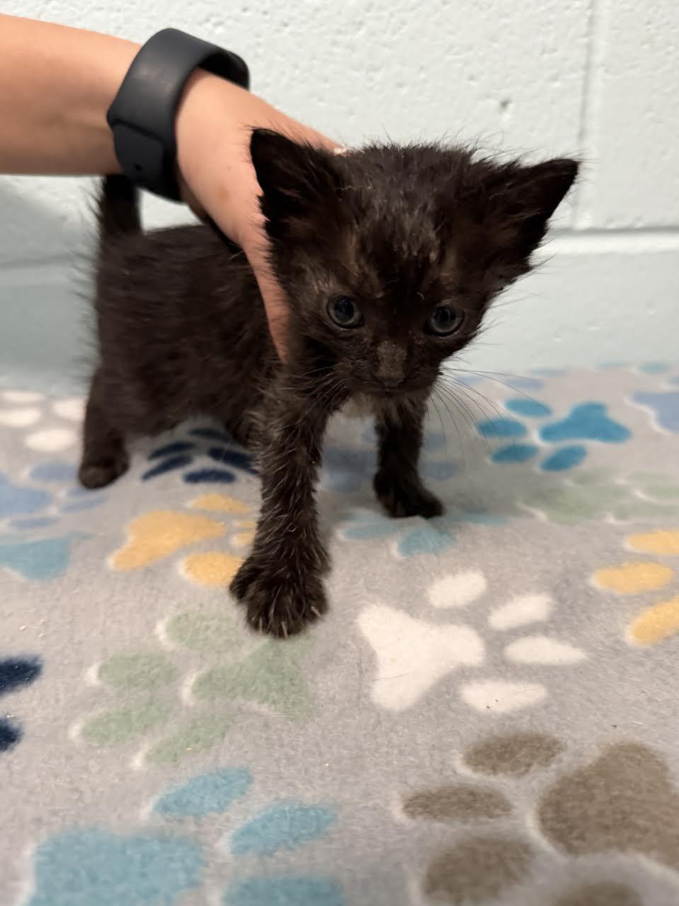 Delia, adopted, Young Female Domestic Short Hair.