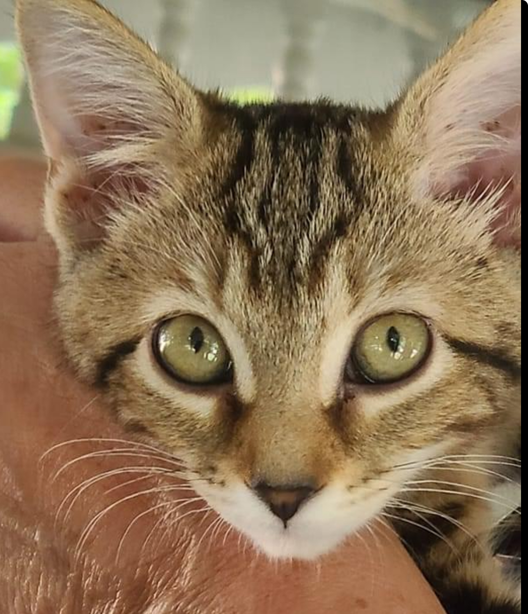 Enlarge Sabrina, a Adopted Domestic Short Hair in Midlothian, VA image 1/1