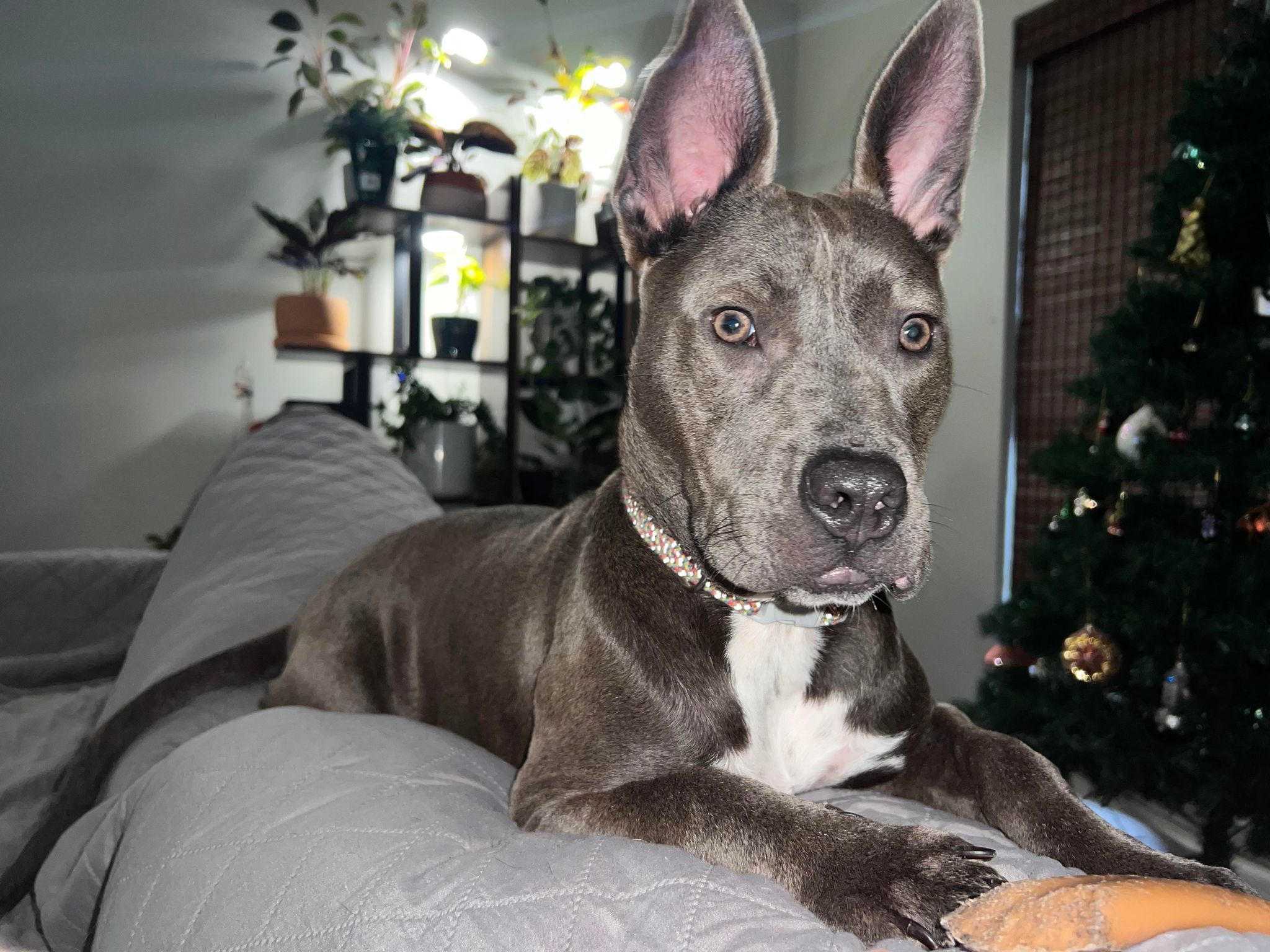 Enlarge Talli, a Adoptable mixed breed in Houston, TX image 3/5