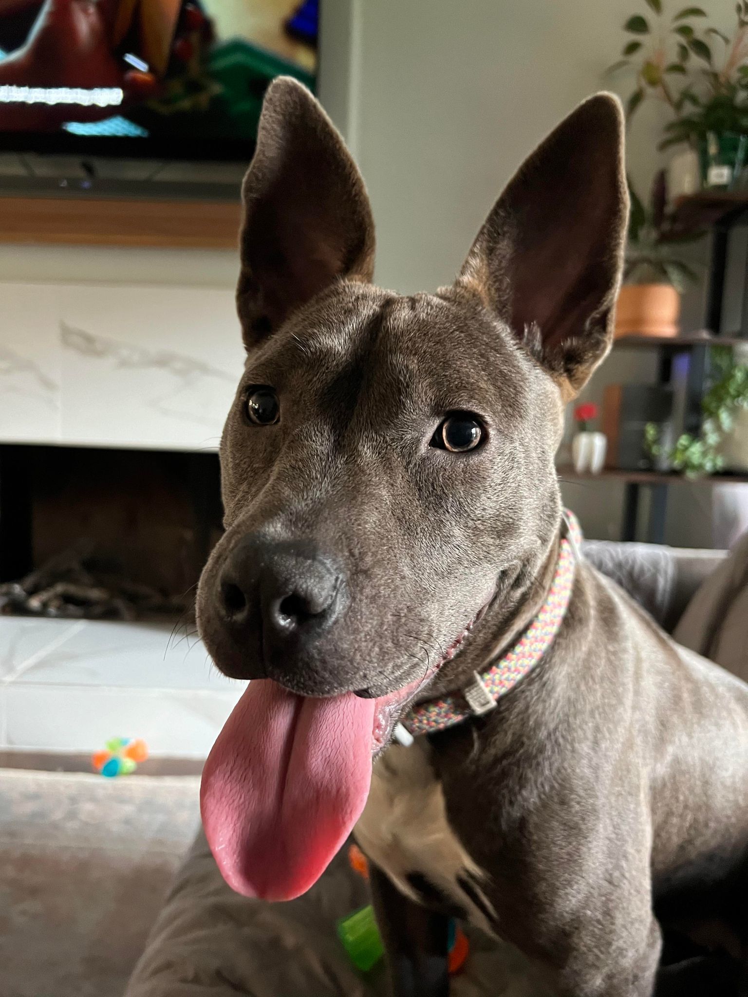 Enlarge Talli, a Adoptable mixed breed in Houston, TX image 1/5