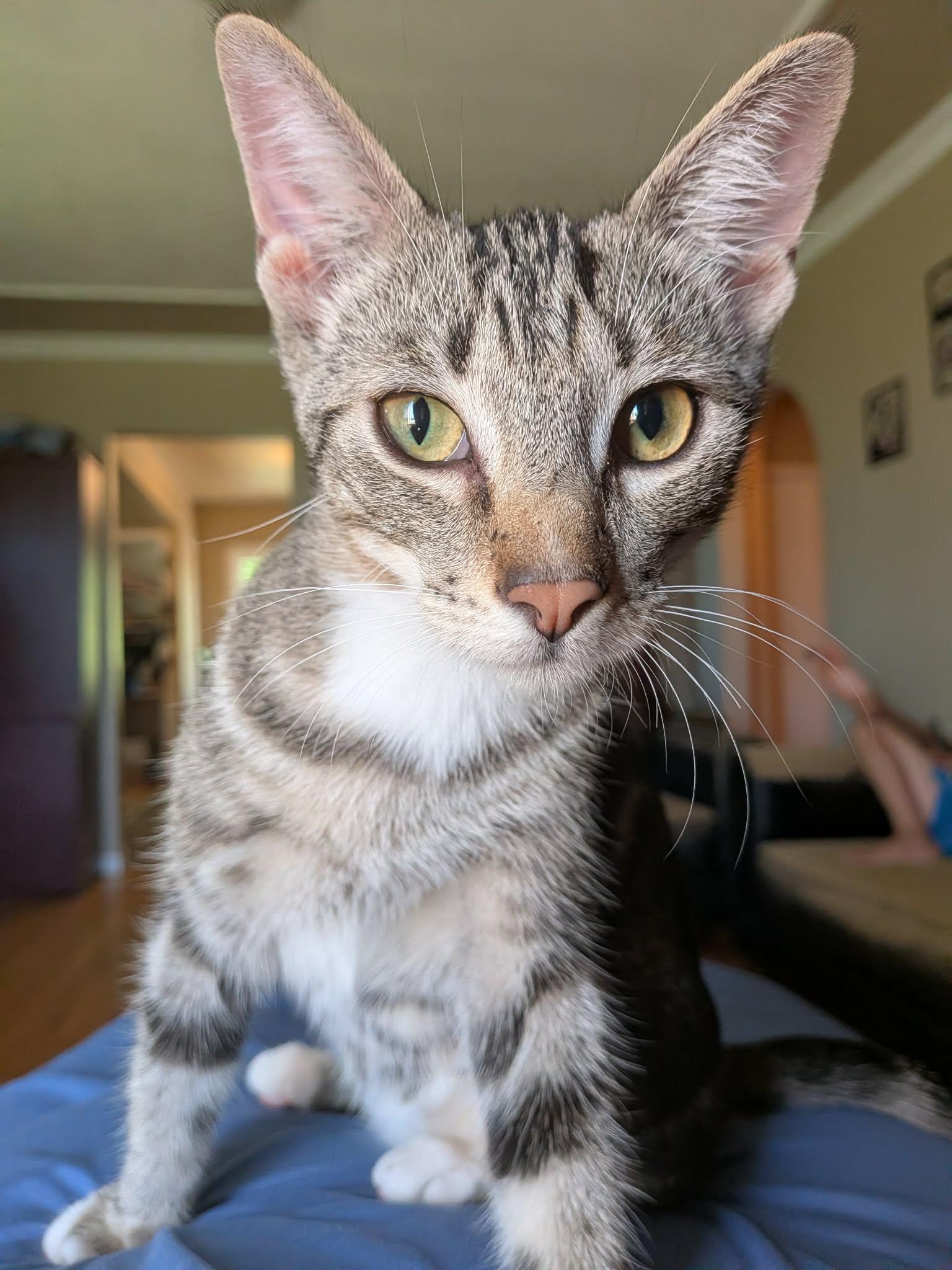 Enlarge Havoc, a ADOPTABLE Domestic Short Hair in Winnipeg, MB image 5/6