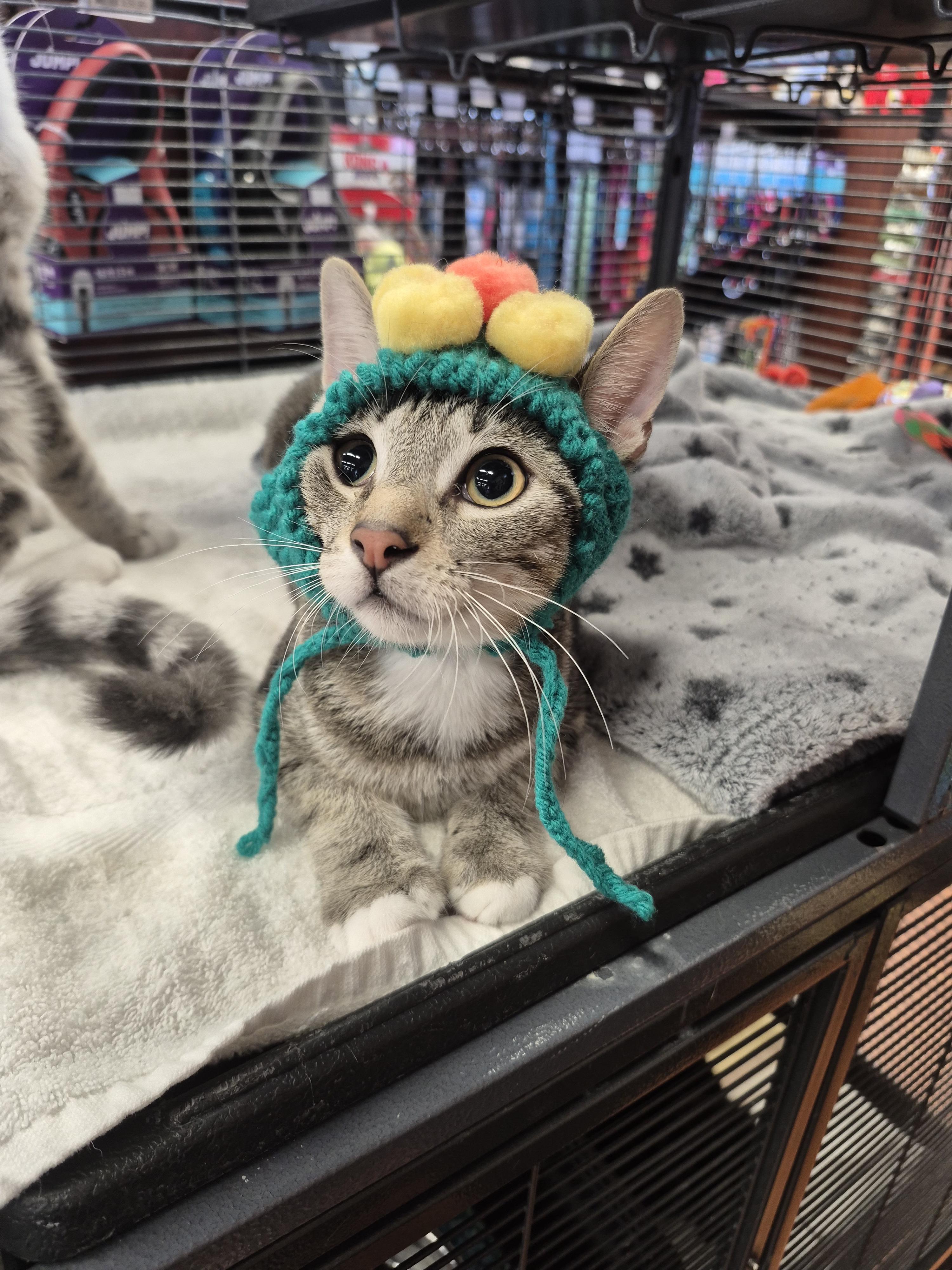 Enlarge Havoc, a ADOPTABLE Domestic Short Hair in Winnipeg, MB image 4/6