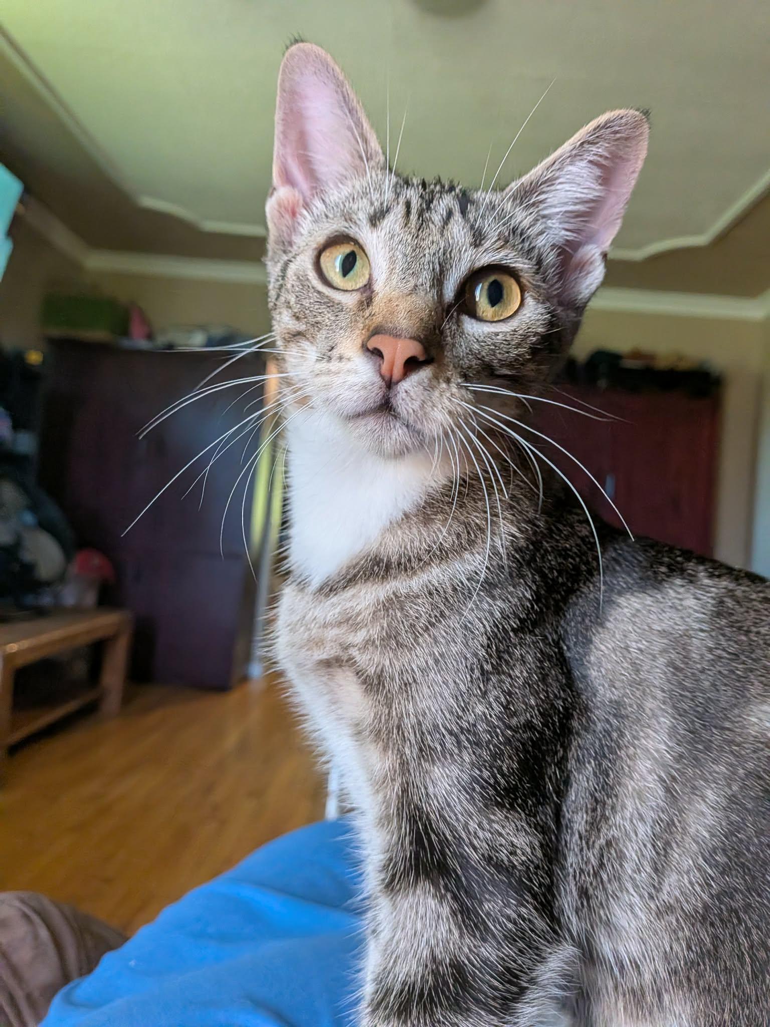 Enlarge Havoc, a ADOPTABLE Domestic Short Hair in Winnipeg, MB image 2/6