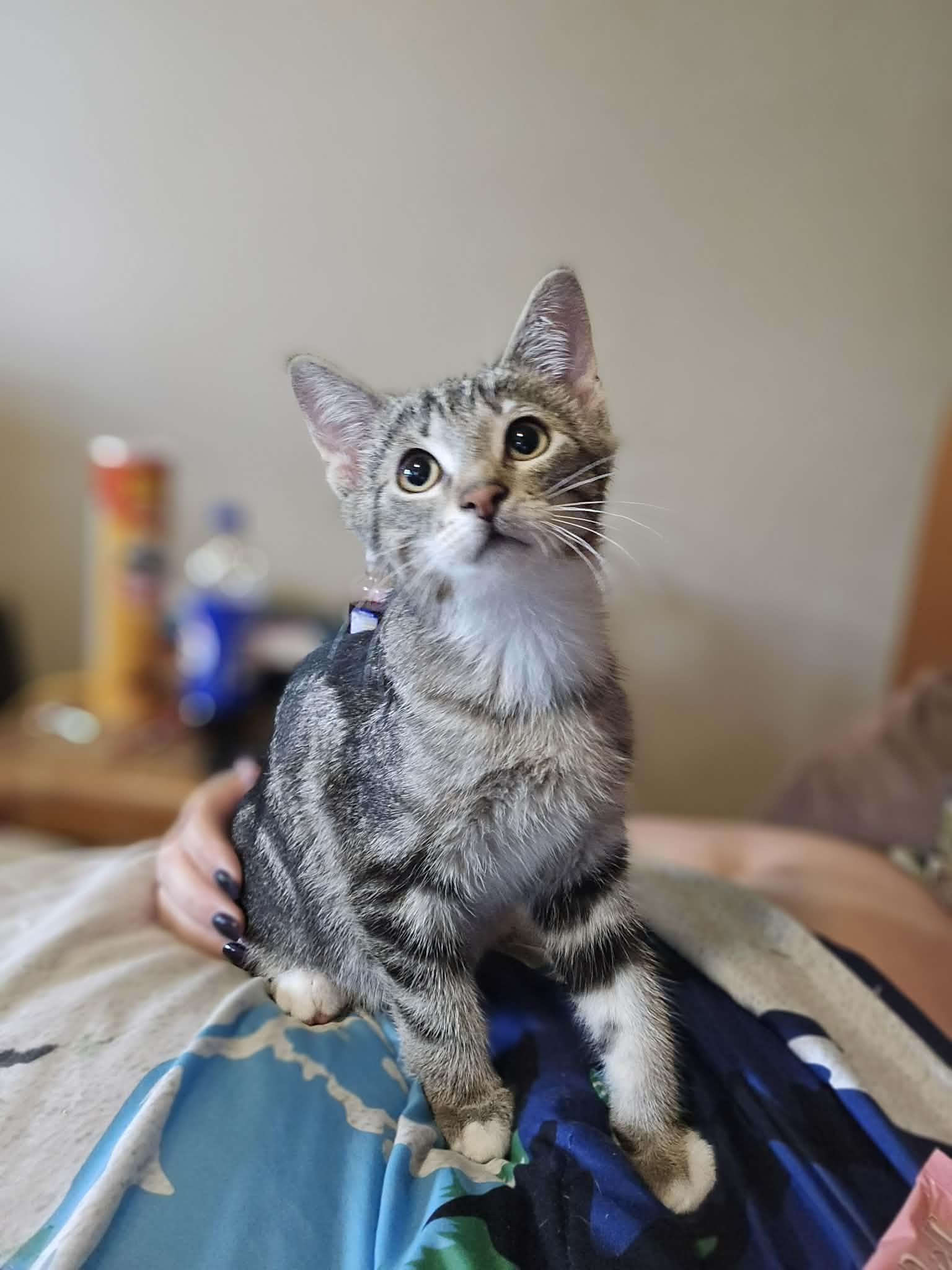 Havoc, ADOPTABLE, Kitten Male Domestic Short Hair.