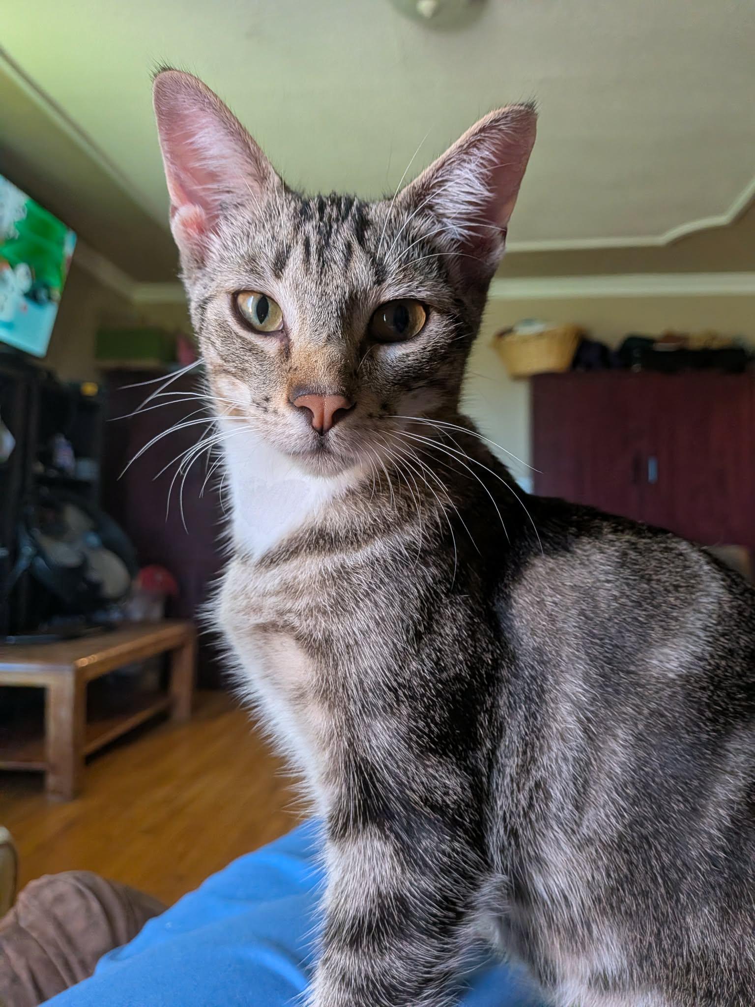 Enlarge Havoc, a ADOPTABLE Domestic Short Hair in Winnipeg, MB image 3/6