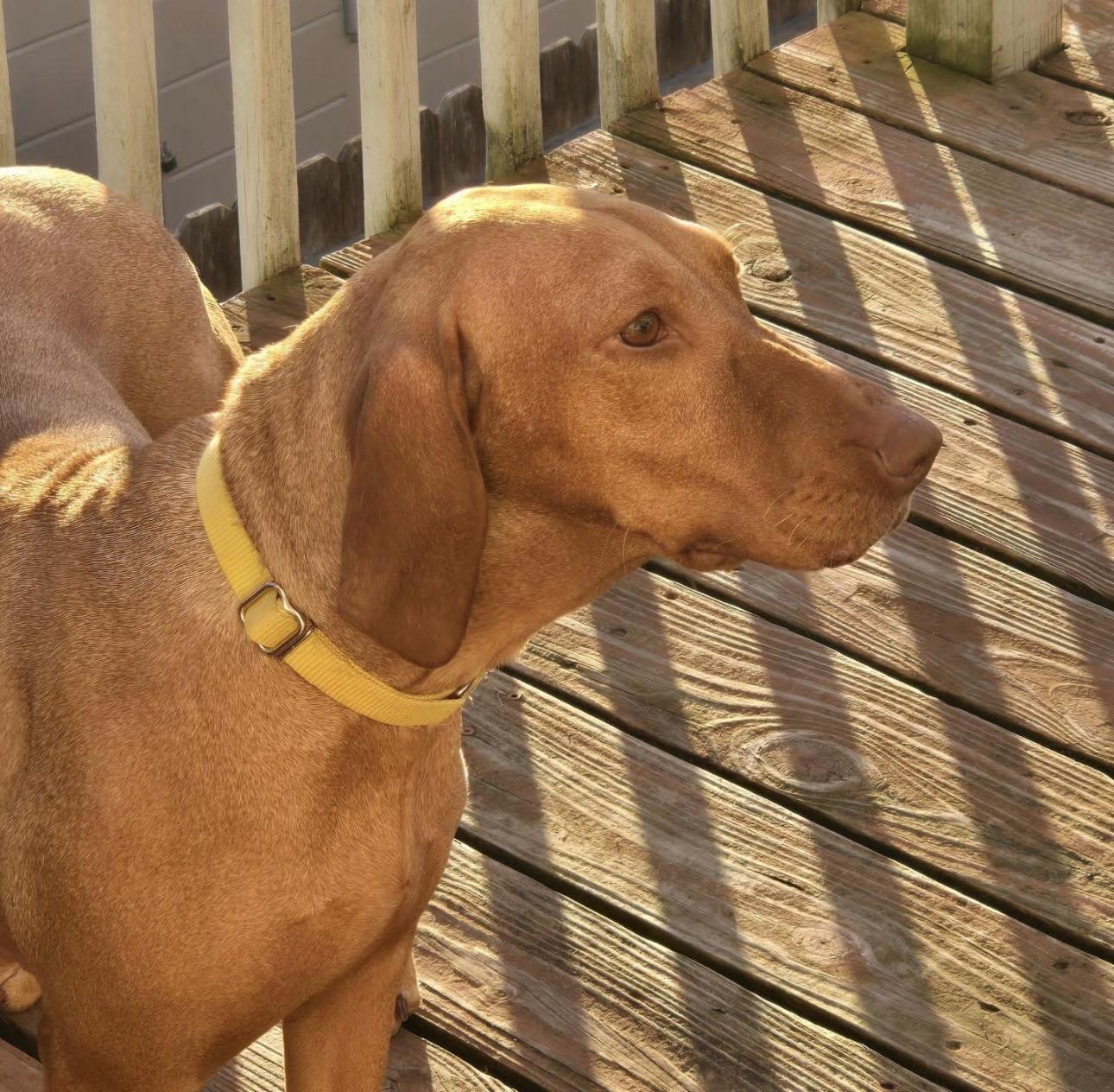 Pizza, an adopted Vizsla in Kutztown, PA image 2/3