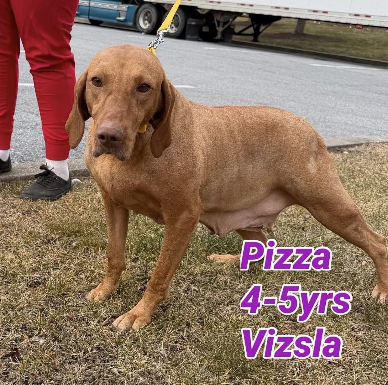 Pizza, an adopted Vizsla in Kutztown, PA image 3/3