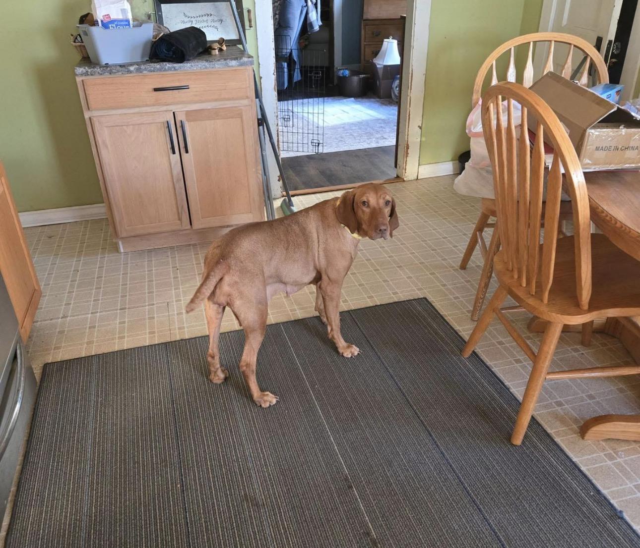 Pizza, an adopted Vizsla in Kutztown, PA image 1/3