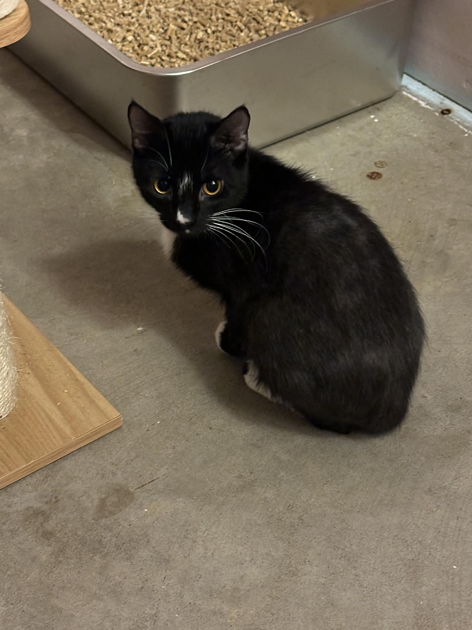 Enlarge Jazmine, a Adoptable Tuxedo in Stover, MO image 1/1