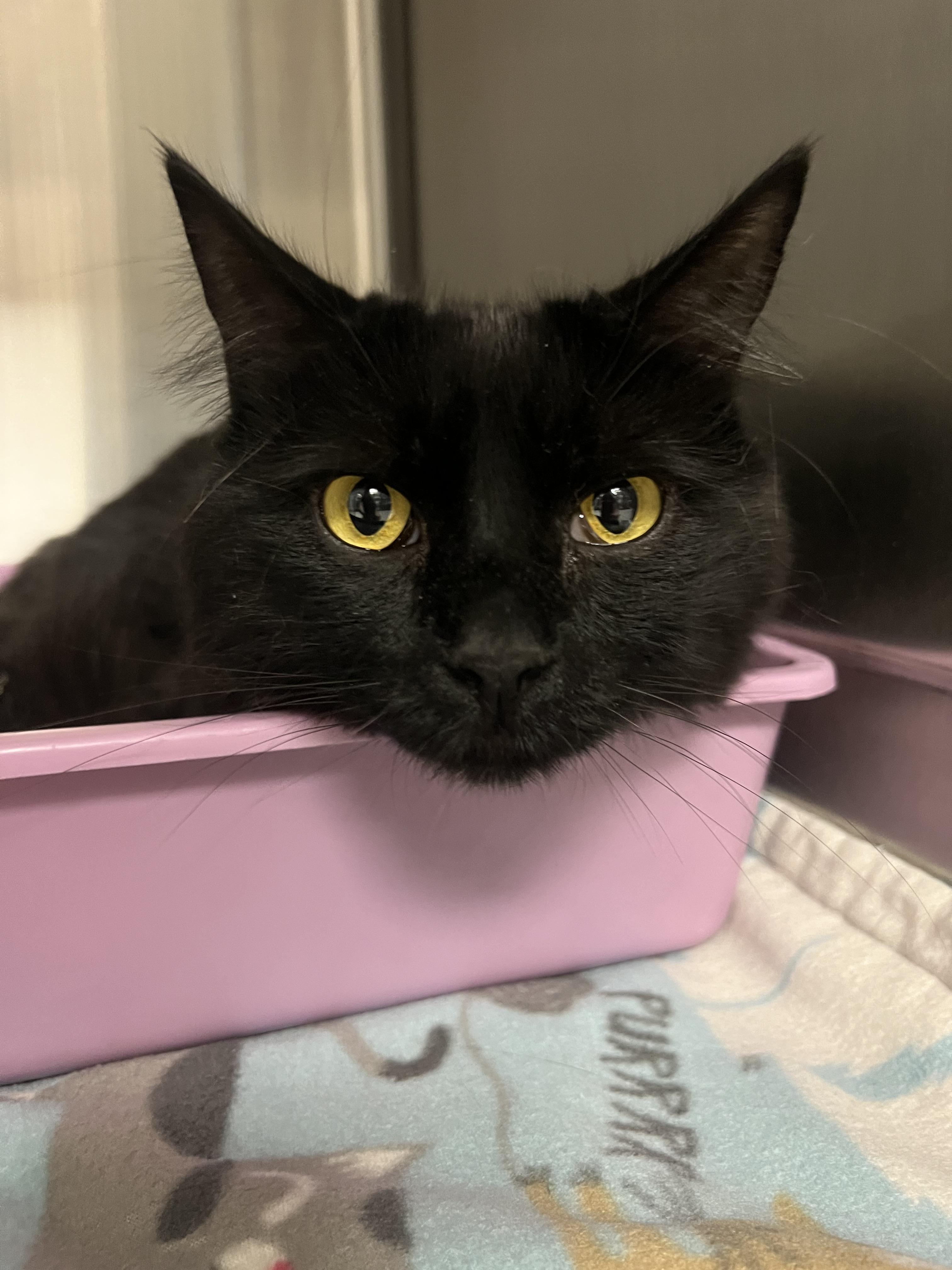 Enlarge Boo, a Adoptable mixed breed in Chico, CA image 1/1