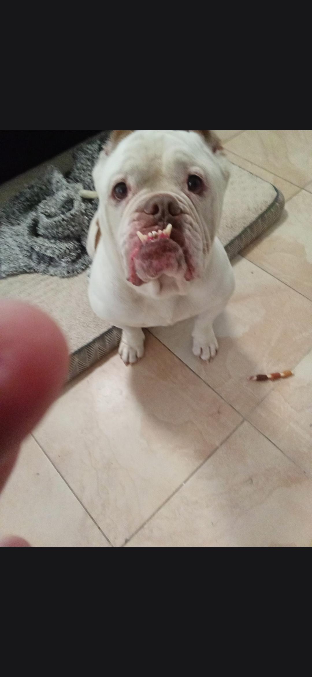 Enlarge Meatball, a Adoptable Bulldog in Plano, TX image 2/2