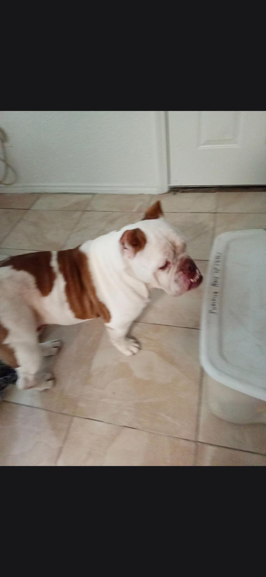 Meatball, Adoptable, Adult Male Bulldog.