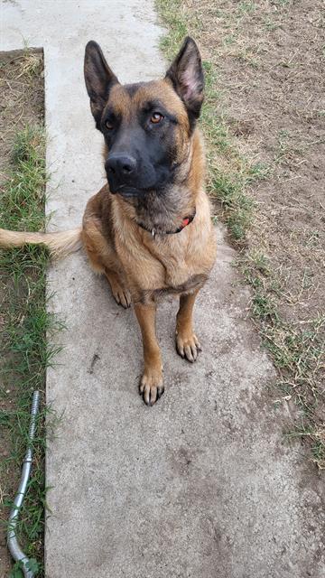 COOKIE, Adoptable, Young Female Belgian Shepherd / Malinois.