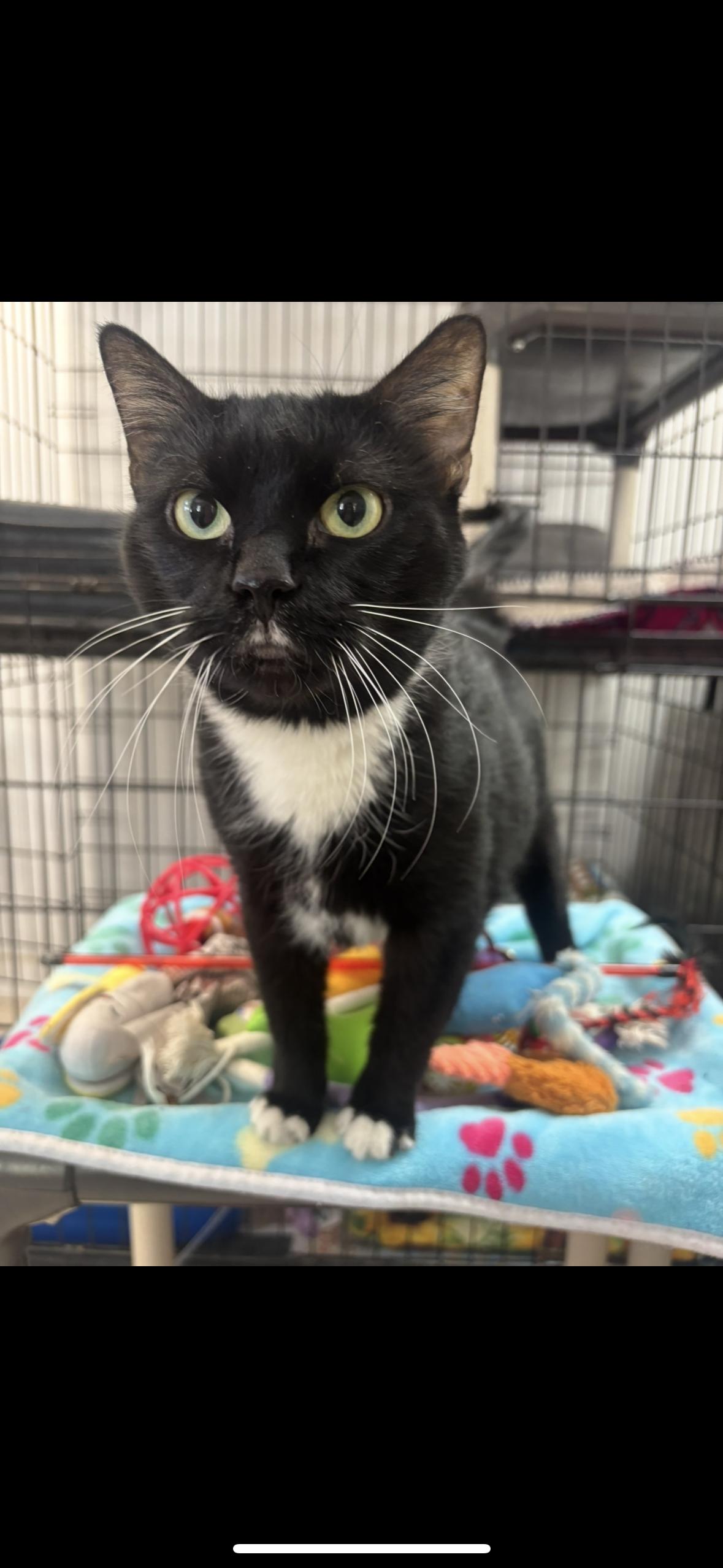 Enlarge Meowlody, an adoptable Domestic Short Hair in Manchester, NH image 1/5
