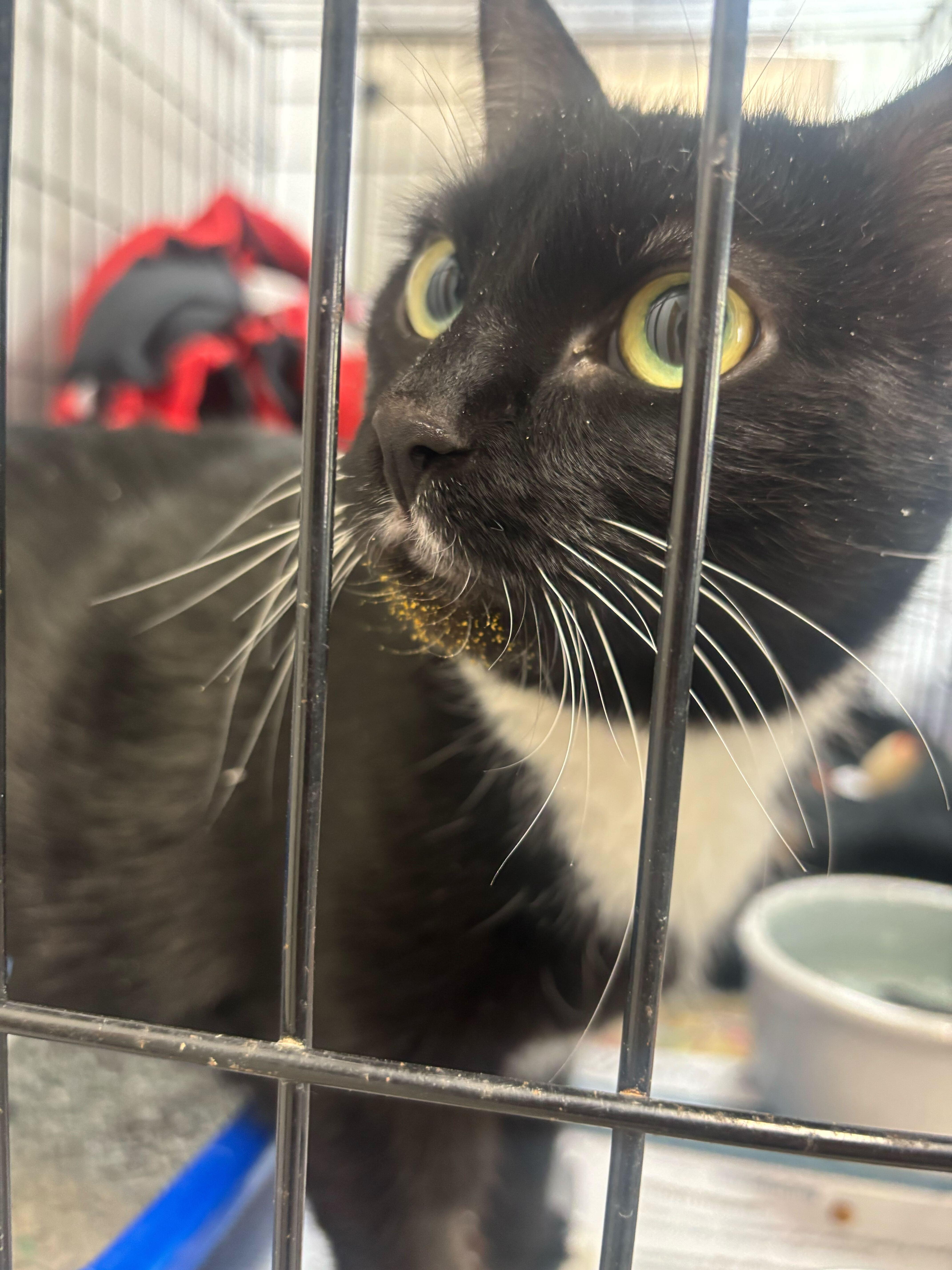 Enlarge Meowlody, a ADOPTABLE Domestic Short Hair in Manchester, NH image 2/2