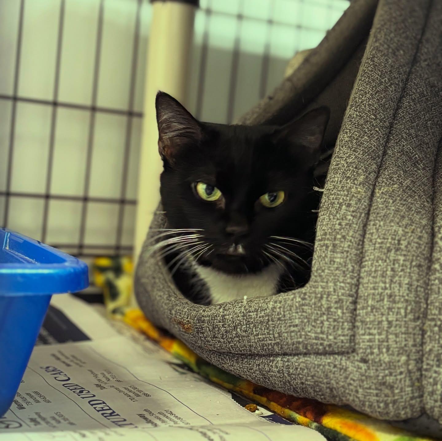 Enlarge Meowlody, an adoptable Domestic Short Hair in Manchester, NH image 3/5