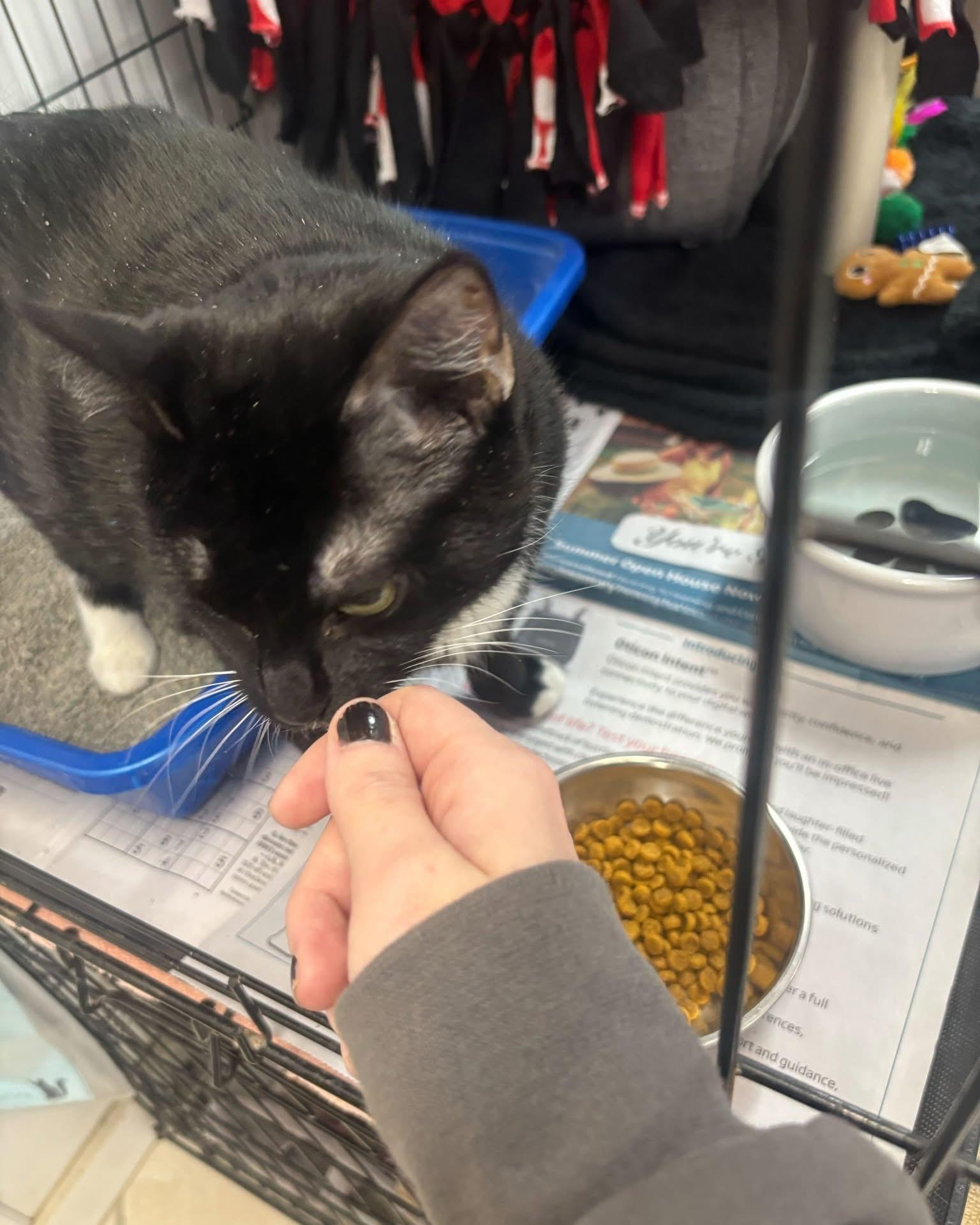 Meowlody, ADOPTABLE, Adult Female Domestic Short Hair.