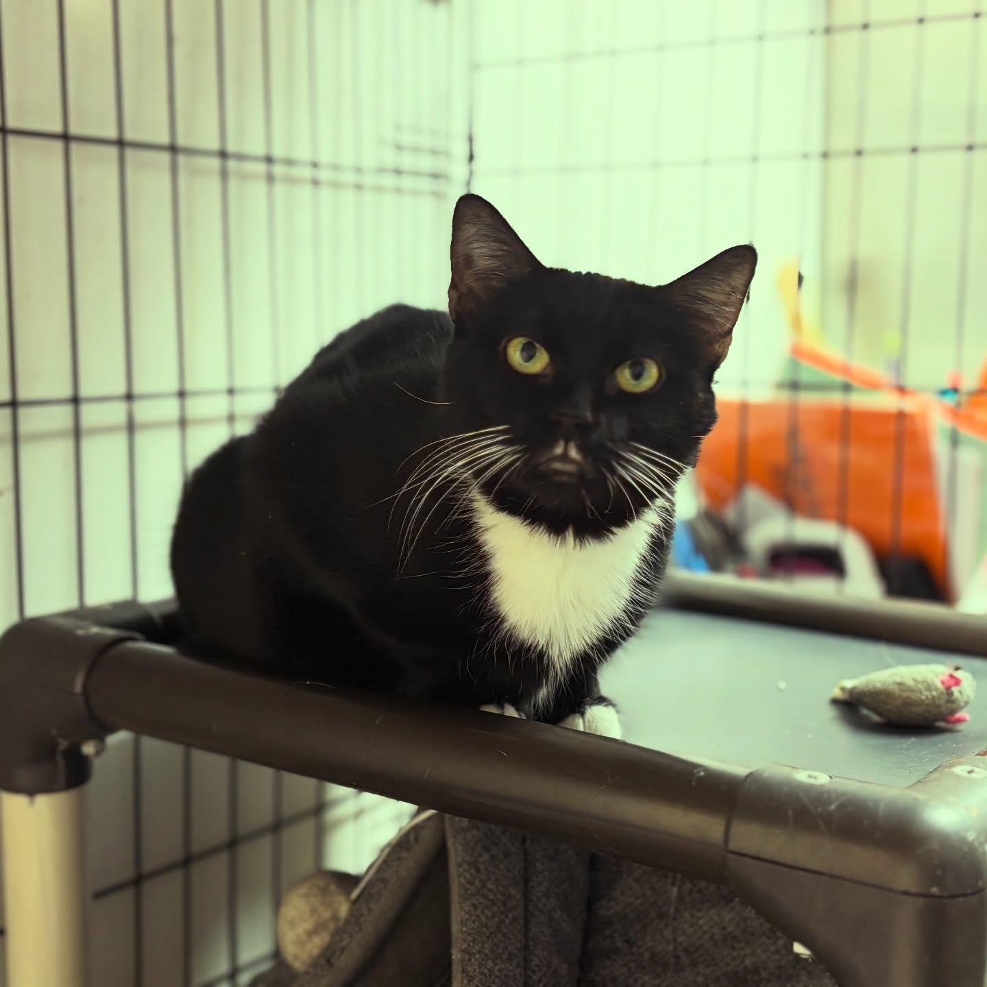 Enlarge Meowlody, an adoptable Domestic Short Hair in Manchester, NH image 2/5