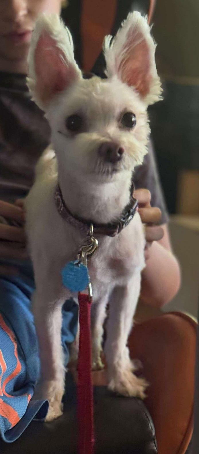 Jack, a Adopted mixed breed in Mukwonago, WI image 1/2