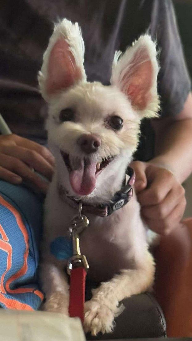 Jack, a Adopted mixed breed in Mukwonago, WI image 2/2