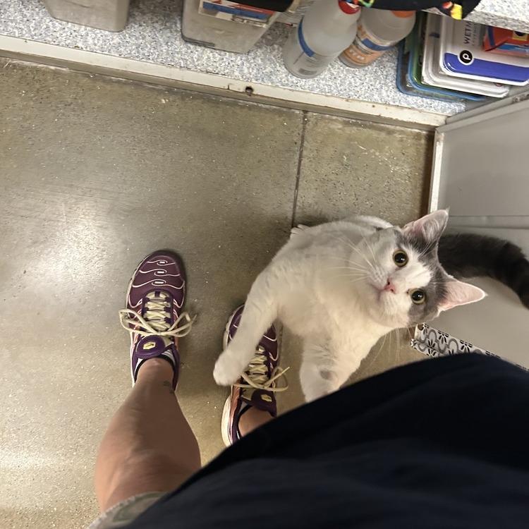 Sina — thumbnail 2