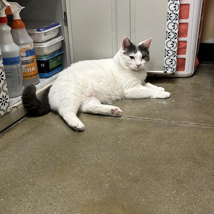 Sina — thumbnail 3