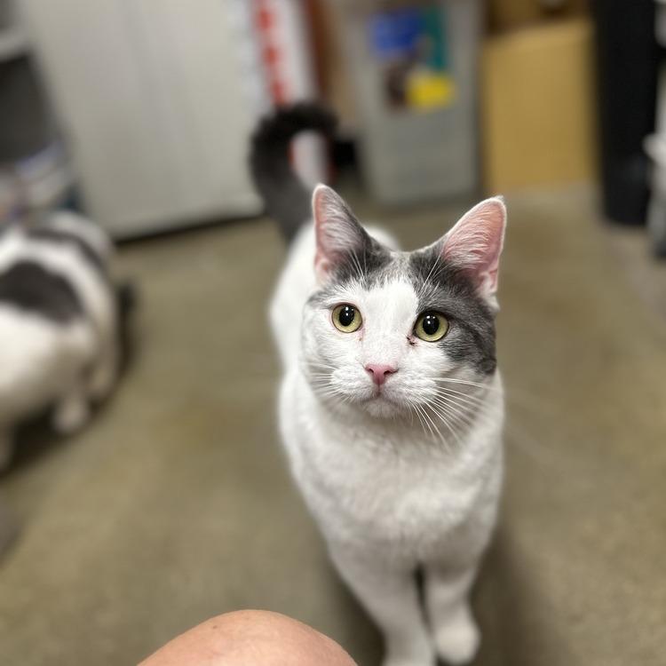 Sina — thumbnail 5