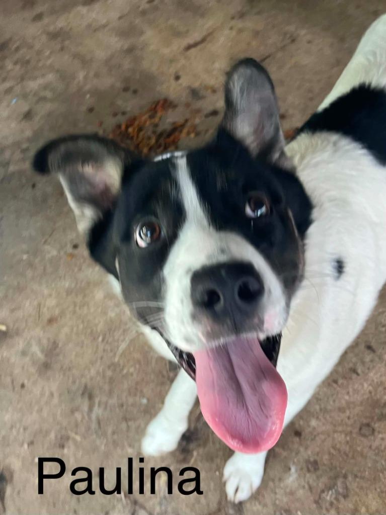 Paulina (Now Lina), Adoptable, Young Female Mixed Breed.