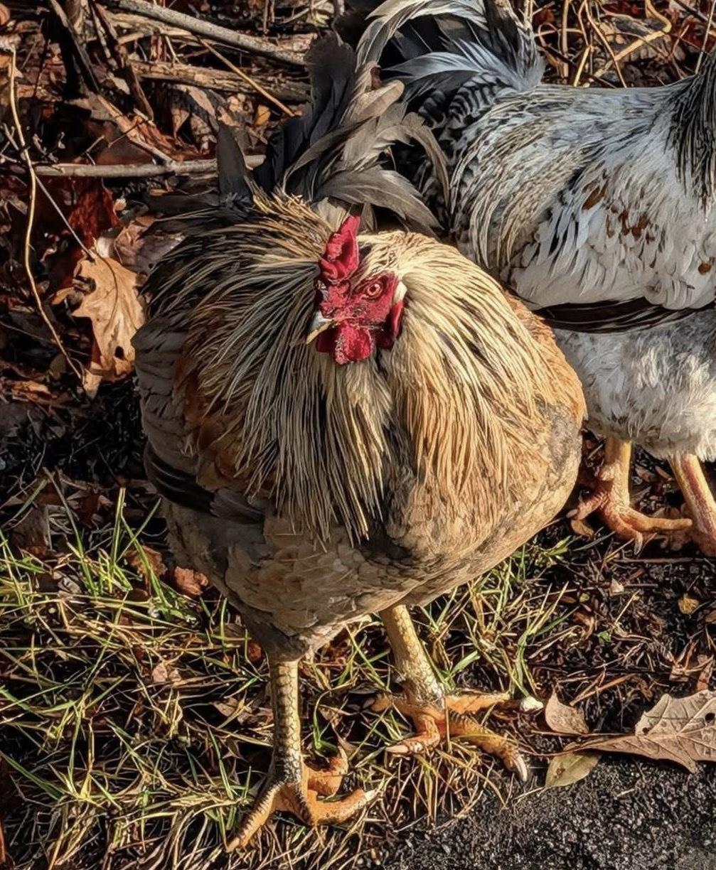 Enlarge Yolko Ono, a ADOPTABLE Chicken in Seville, OH image 1/2