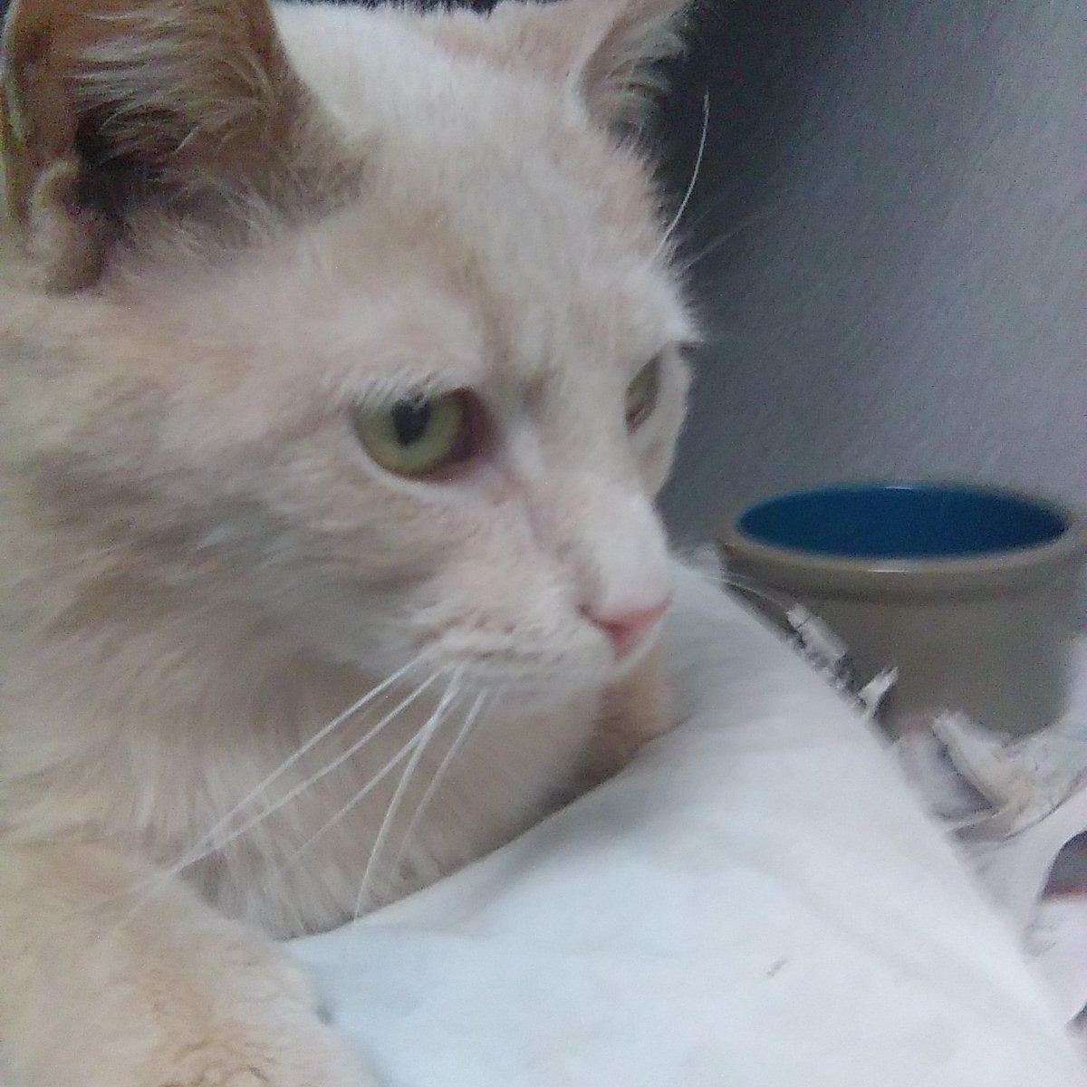 Enlarge Sailor, a ADOPTABLE mixed breed in Sharpsville, PA image 1/1